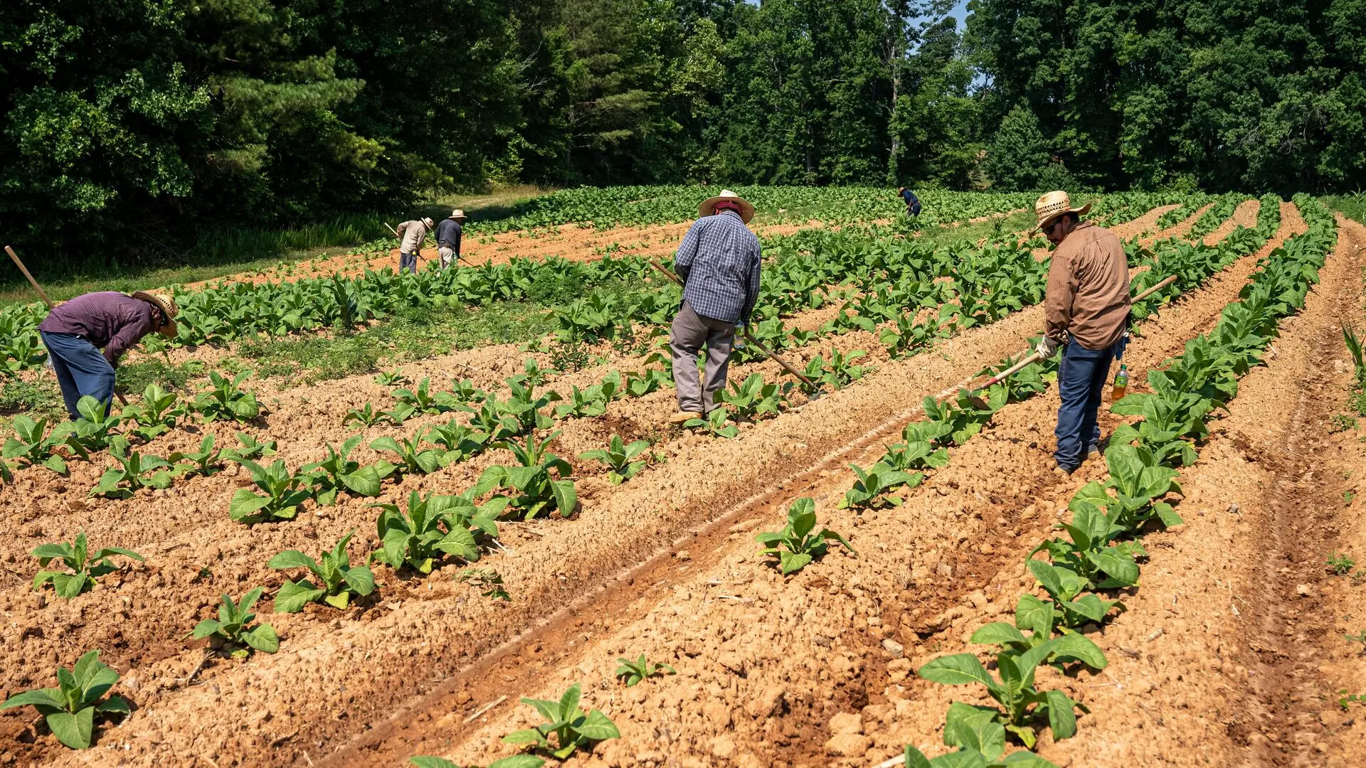 Farm Making